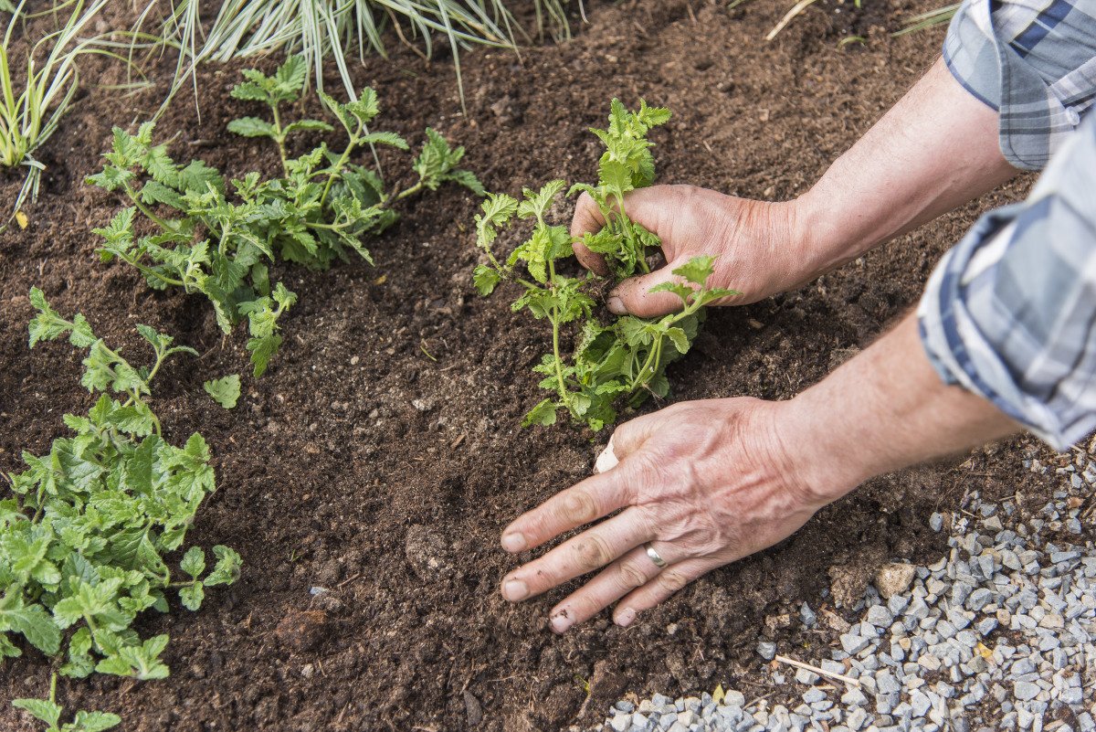 Comme faire pousser la verveine citronnée ? Jardin de Grand Meres
