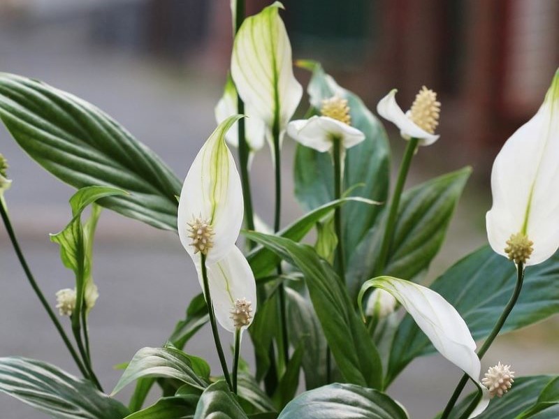 18 meilleurs types de lis de la paix Variétés de spathiphyllum Jardin de Grand Meres 18 meilleurs types de lis de la paix Variétés de spathiphyllum Jardin de Grand Meres