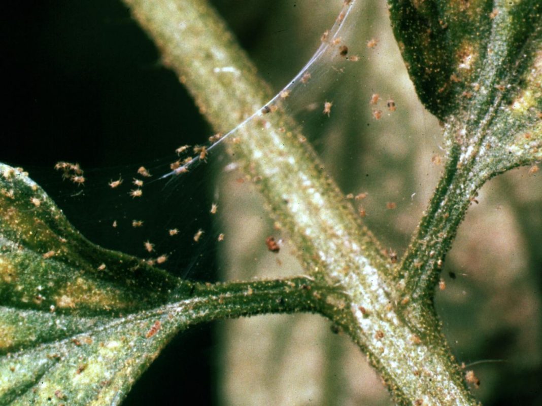 10 insectes courants des plantes d