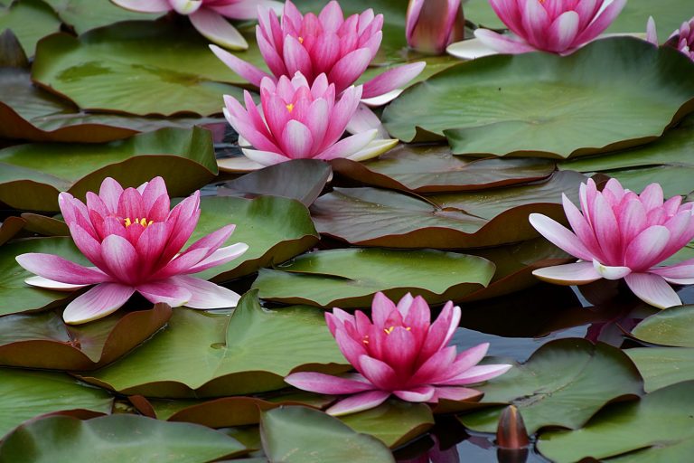 Les 7 meilleures plantes pour les bassins à koïs - Jardin de Grand Meres