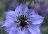 Nigella damascena : la nigelle de Damas