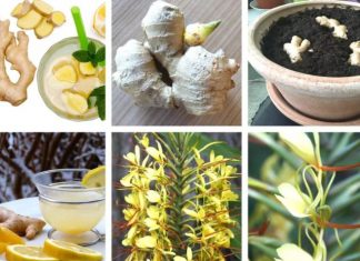 « Gingembre » de la plantation à la récolte