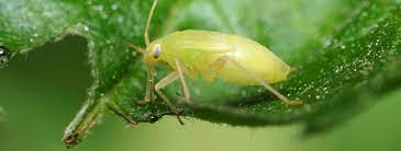 What Are Aphids | Aphid Insect Facts, Habitat & Control Options