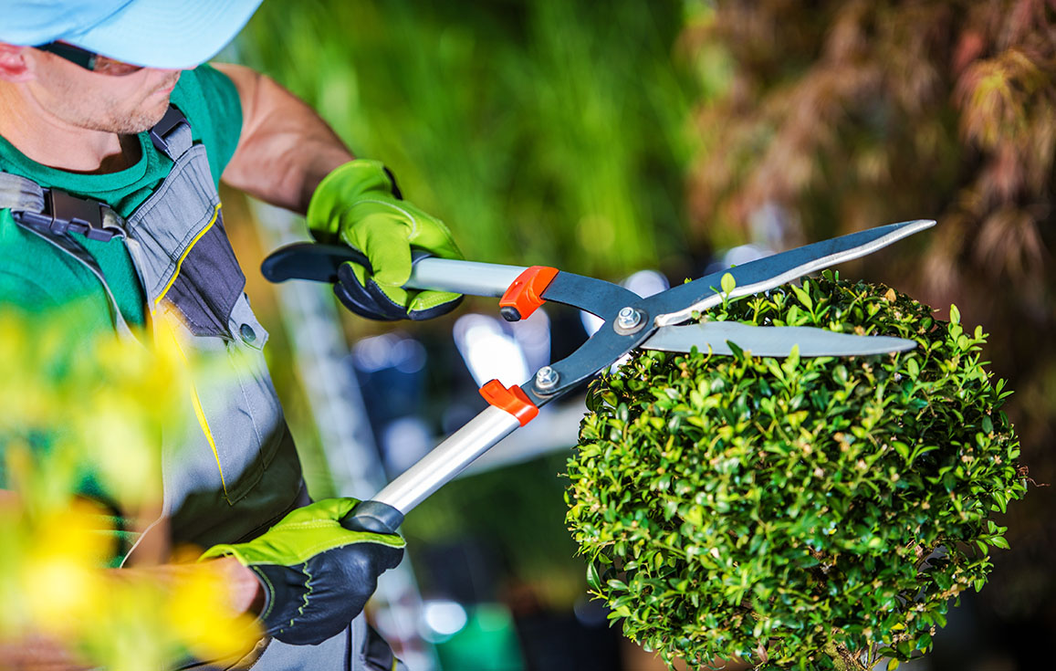 Tailler Les Arbustes Selon La Saison Quand Et Comment Jardin De Grand Meres