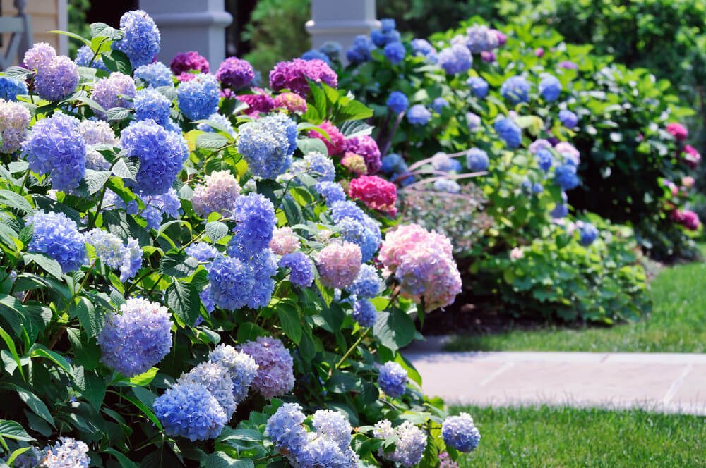 18 Excellentes idées d'aménagement paysager avec des hortensias