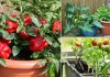 8 meilleurs légumes d’été à cultiver en pots | Potager d’été