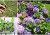 Culture de l’hortensia à partir de boutures