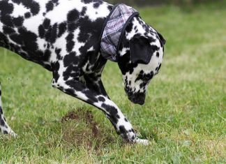 Si Mon Chien Creuse Des Trous Dans Le Jardin Conseils Pour L Viter