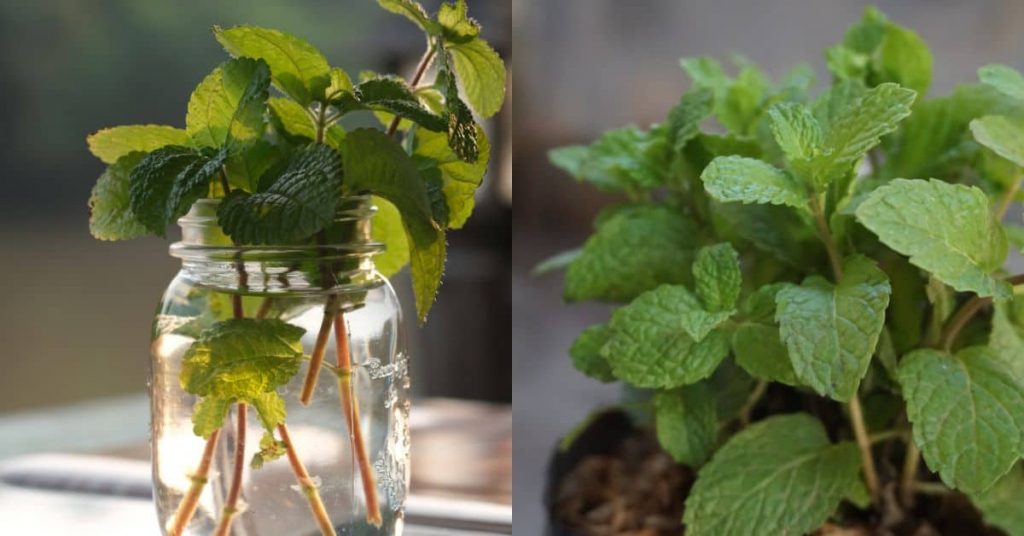 Culture de la menthe dans l'eau | Comment cultiver la menthe en