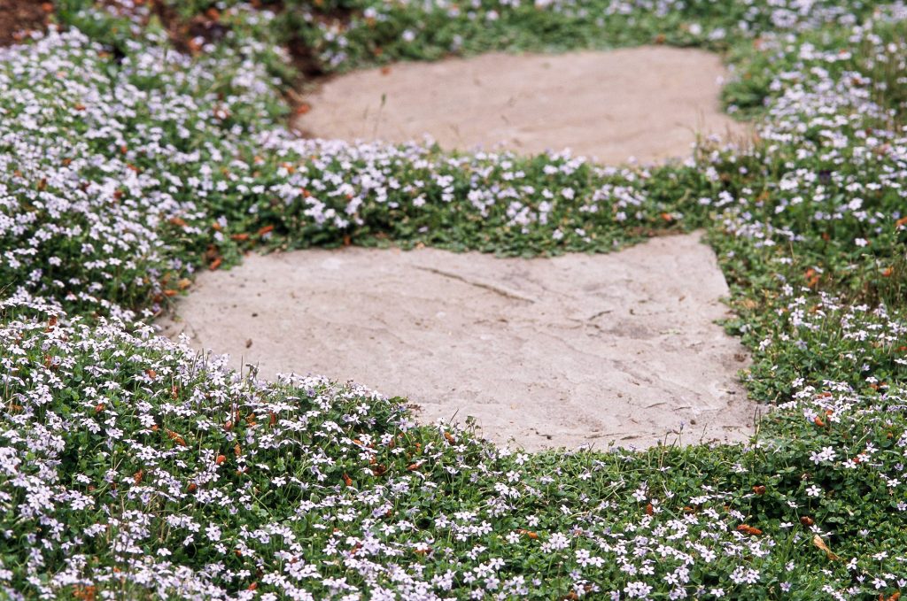 15 meilleures plantes couvre-sol praticables à pied - Jardin de Grand Meres