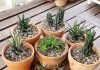 8 conseils importants pour le rempotage des succulentes
