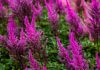 Les différents types d’astilbe (photos et conseils de culture)