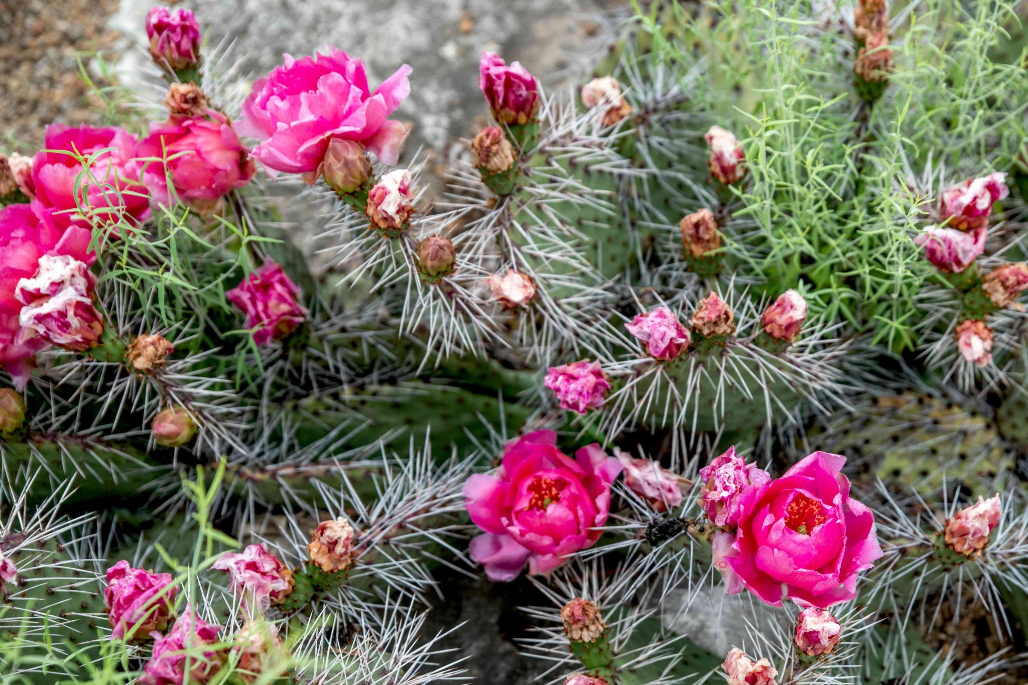 17 Magnifiques cactus à fleurs roses Jardin de Grand Meres