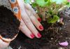 Le jardinage : 10 conseils simples et encore trop peu connus