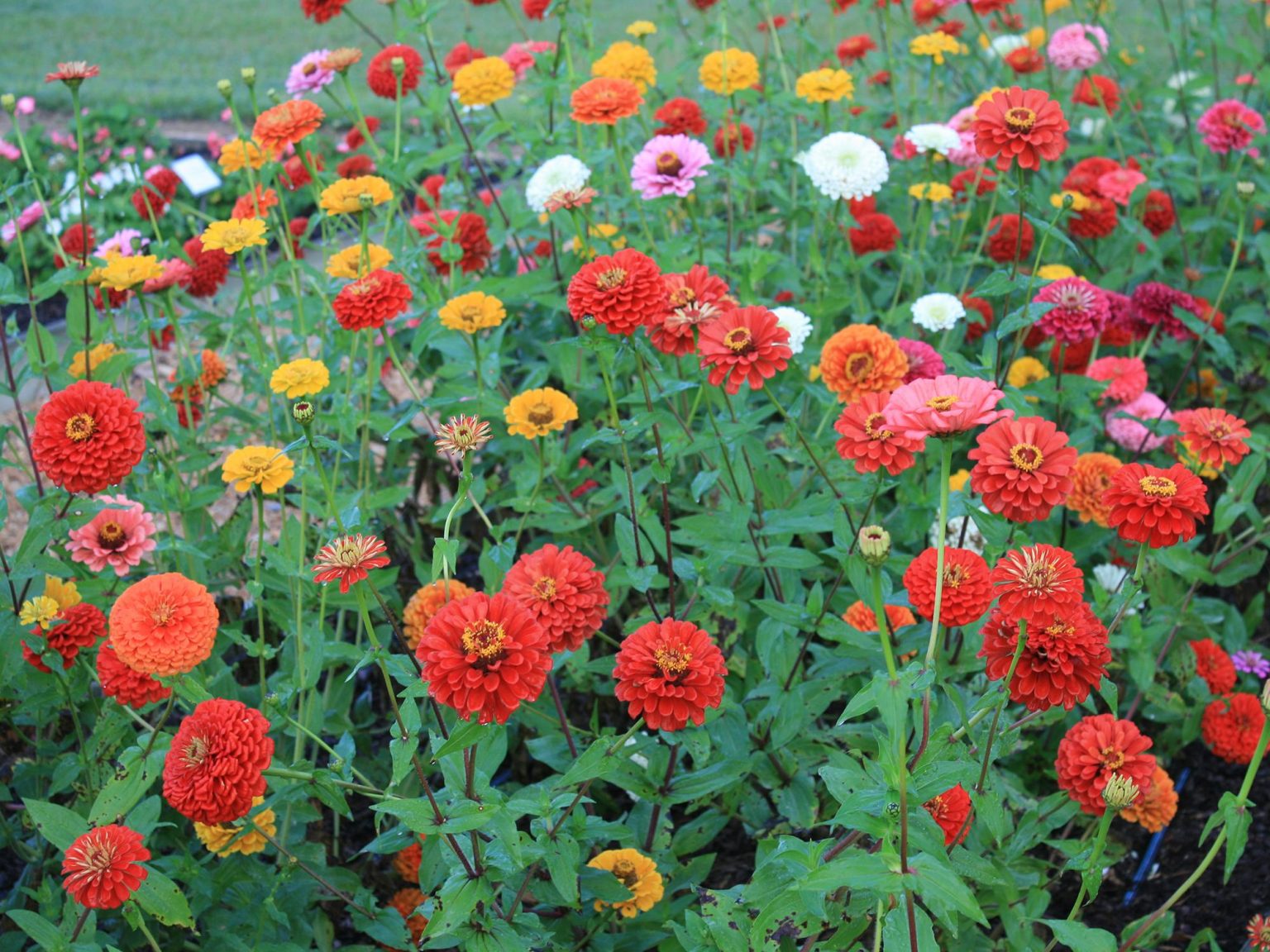 23 Meilleurs Types De Variétés De Zinnia - Jardin De Grand Meres