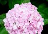 11 magnifiques fleurs d’hortensia