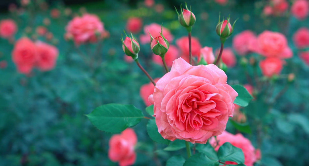 10 astuces 100% naturelles pour avoir de beaux rosiers - Jardin de