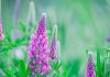 Lupin : plantation, floraison et entretien