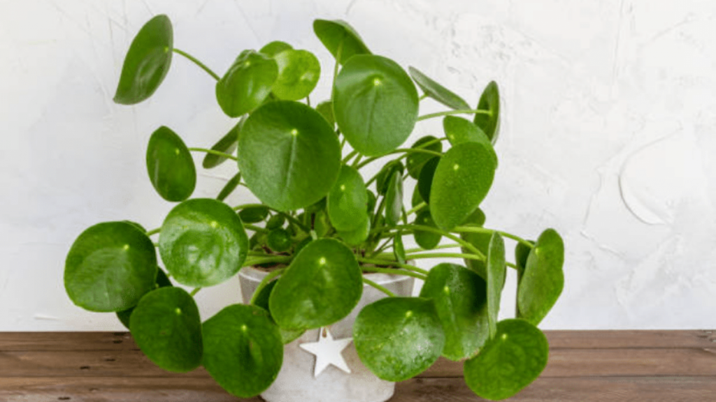 13 plantes d