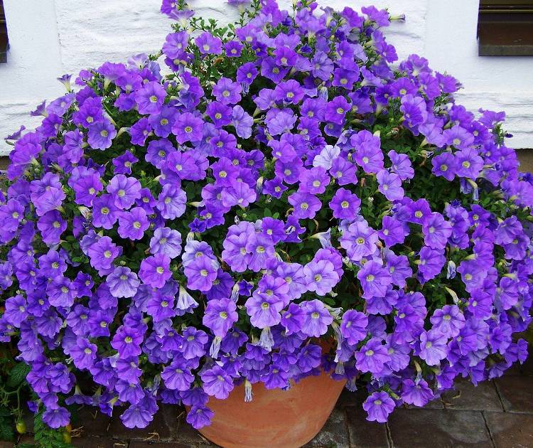 10 différents types de pétunias (Photos) Jardin de Grand Meres