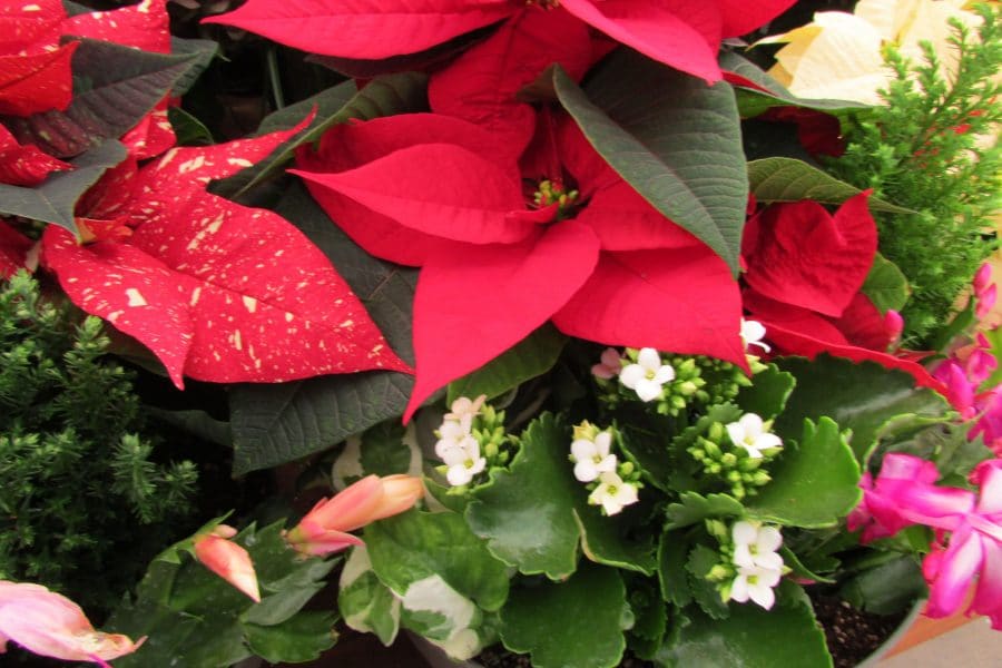 5 plantes et fleurs pour la période de Noël - Jardin de Grand Meres