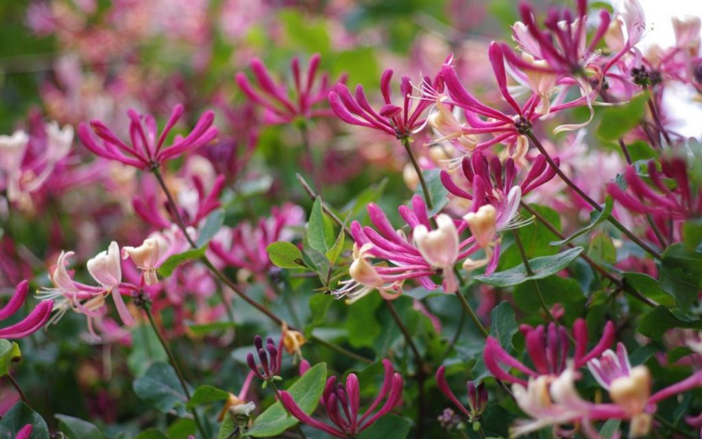 8 plantes grimpantes qui se plaisent à l’ombre Jardin de Grand Meres