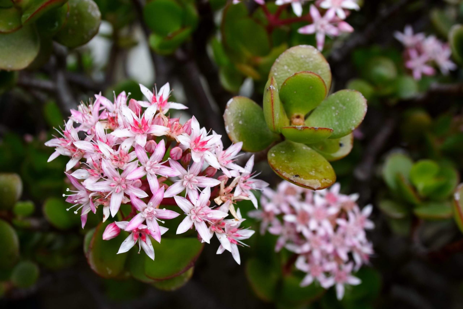 Comment faire fleurir une plante de jade - Conseils pour la floraison