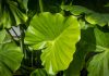 Cultiver une plante d’oreille d’éléphant à l’intérieur | Guide de soins de l’oreille d’éléphant