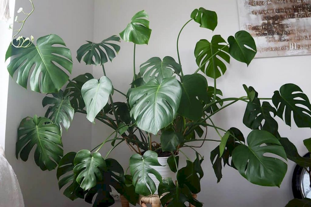 5 conseils et astuces pour faire pousser un Monstera grand et audacieux Conseils de soins pour