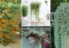 6 Idées classiques de plantes en panier suspendu pour le jardin