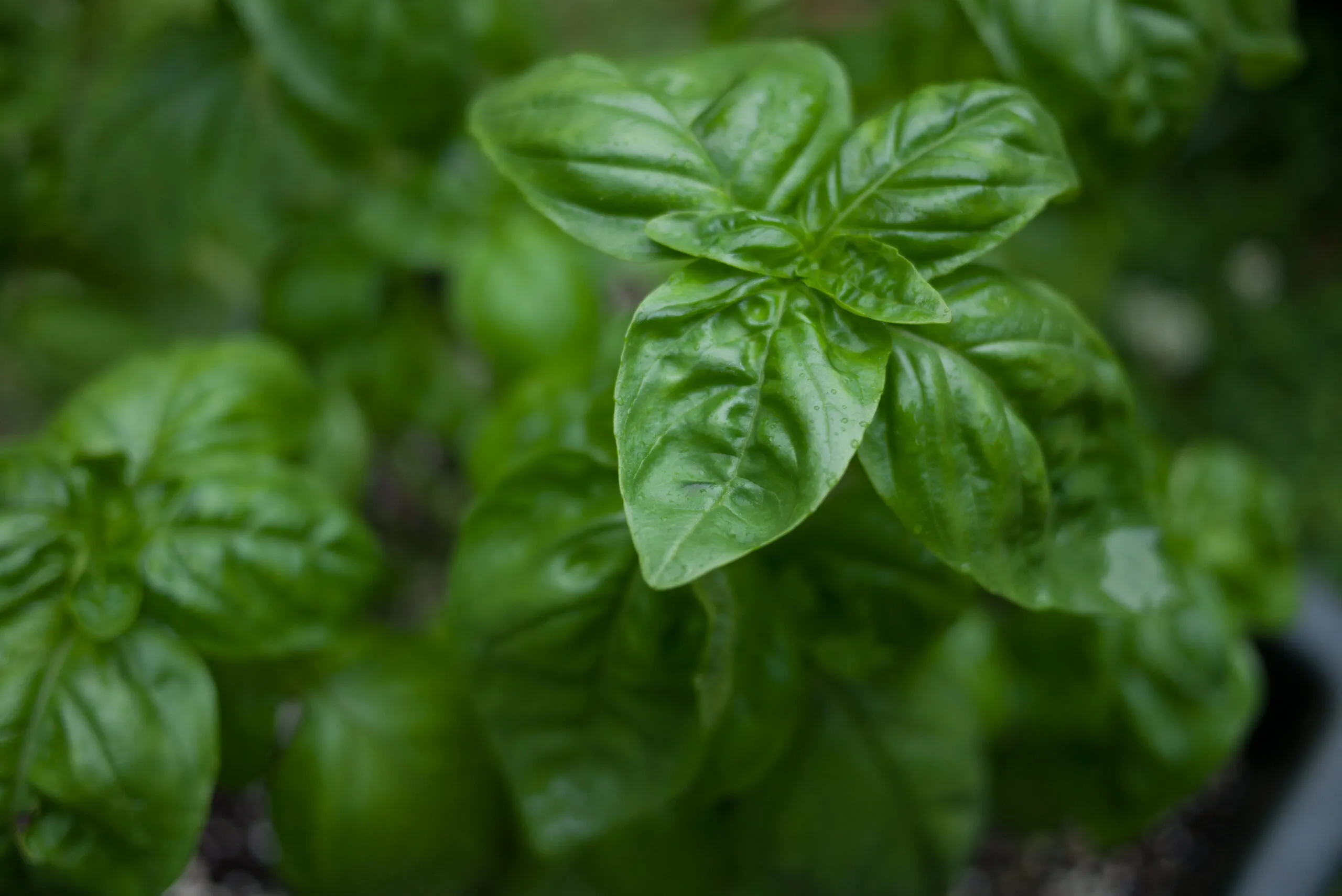 9 Conseils De Culture Du Basilic Pour Faire Pousser Les Meilleurs Plants De Basilic Jardin De