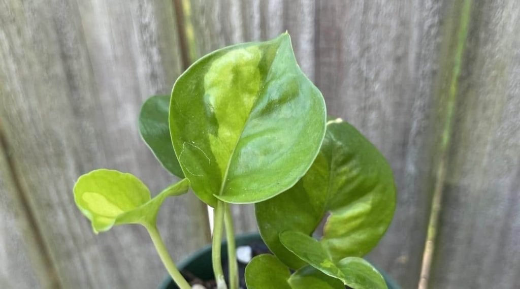 Guide De Soins Du Pothos Vert Global Comment Cultiver Le Pothos Vert Global Jardin De Grand 