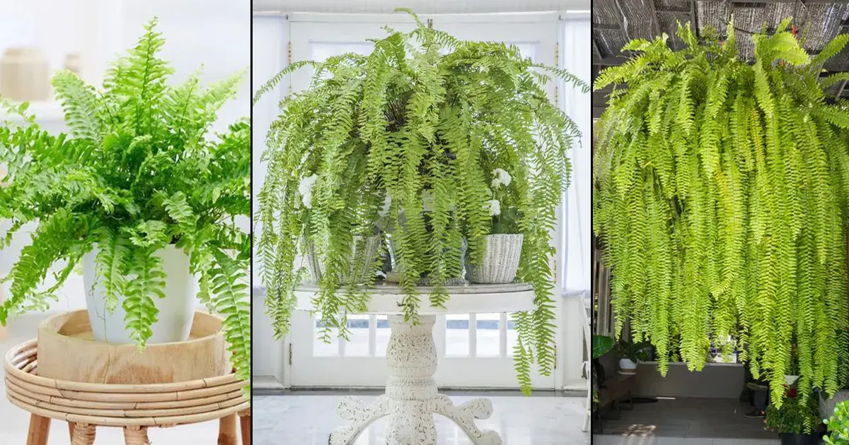 Comment faire en sorte que votre fougère d'intérieur ressemble à ceci