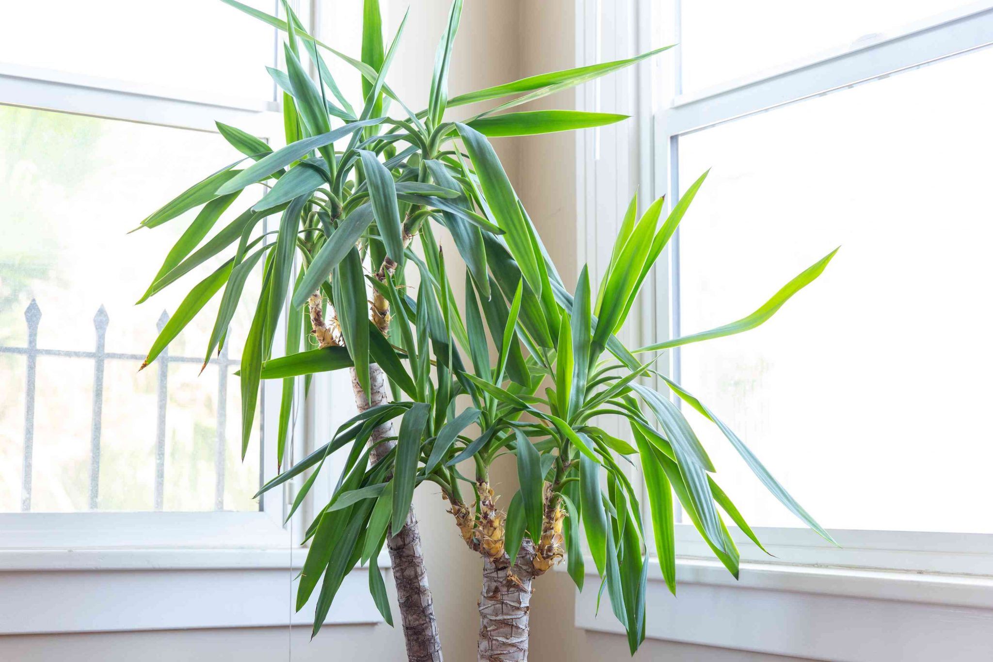 Yucca Cane Plant Care