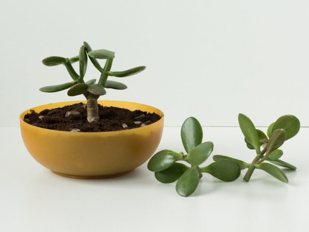 Comment faire pousser une plante de jade dans l