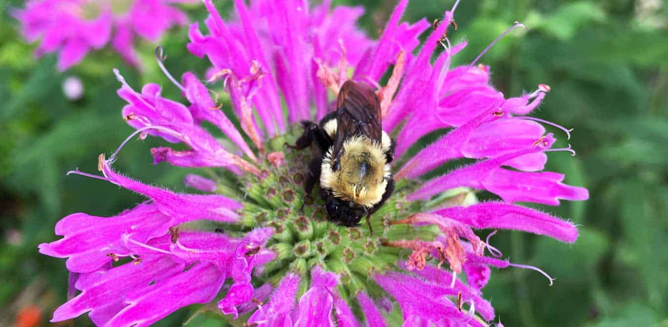 6 Meilleures Fleurs Pour Attirer Les Pollinisateurs Dans Un Potager ...