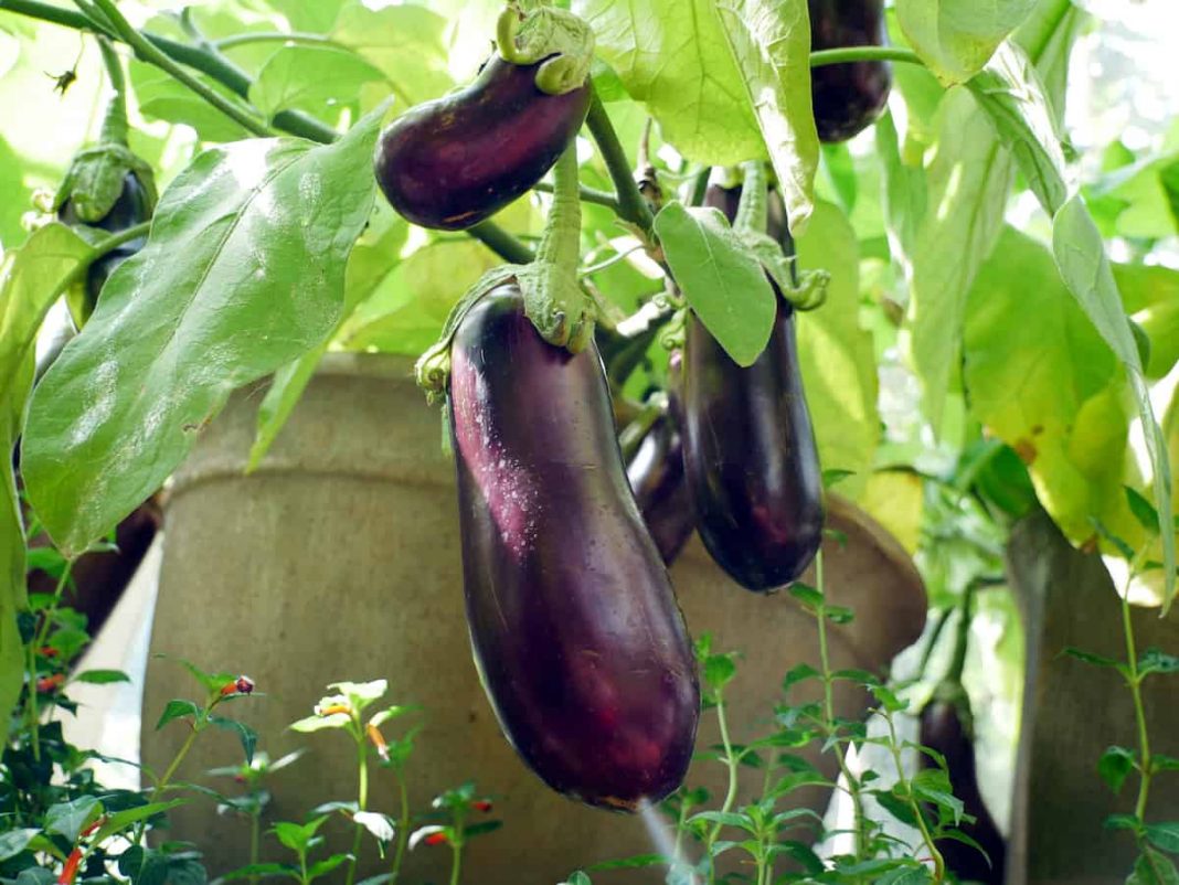 Comment faire pousser une aubergine en pot Soins des aubergines Jardin de Grand Meres