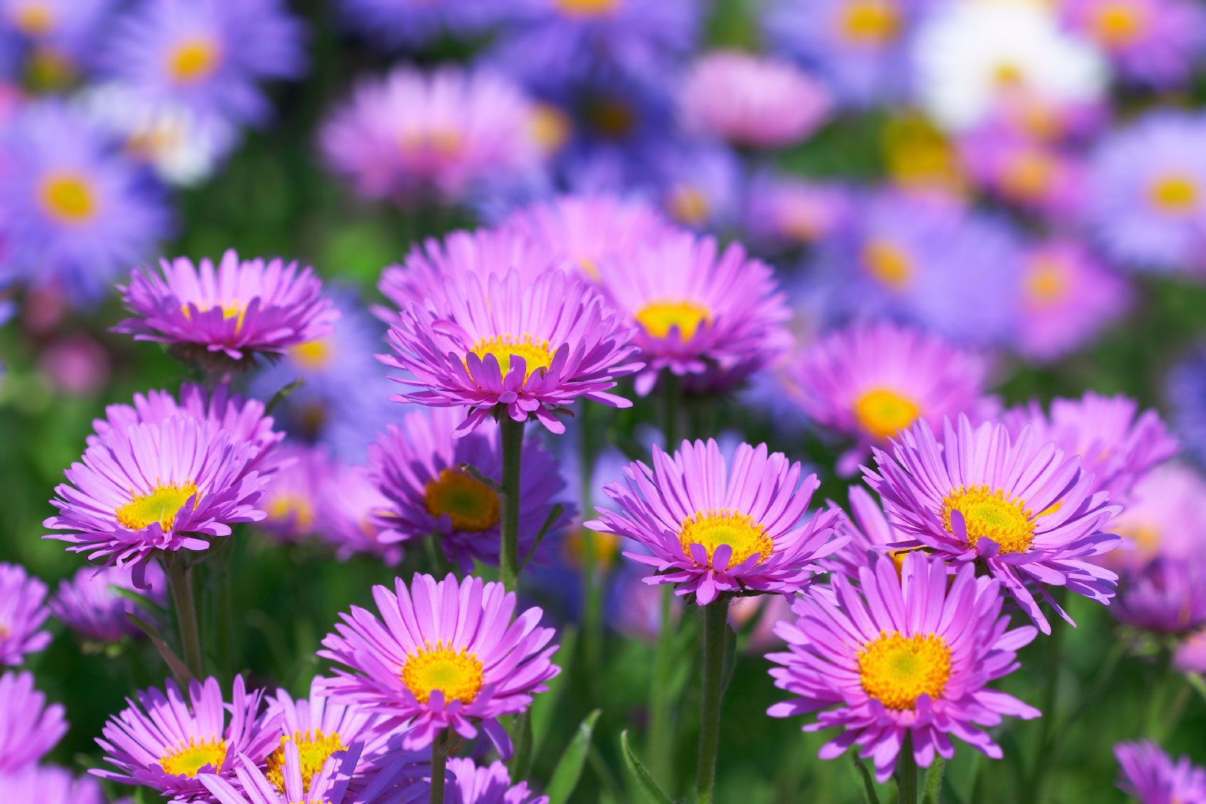 Guide de culture Comment cultiver et entretenir les asters Jardin