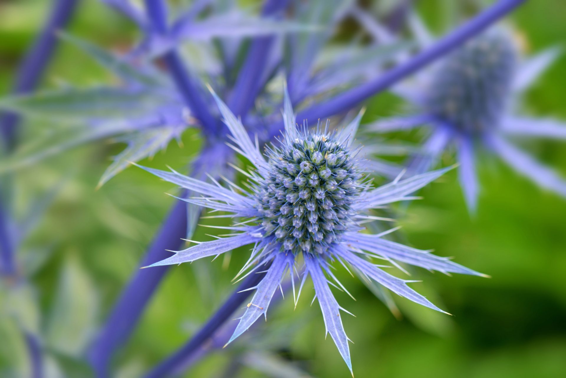 plantes pour jardin bleu