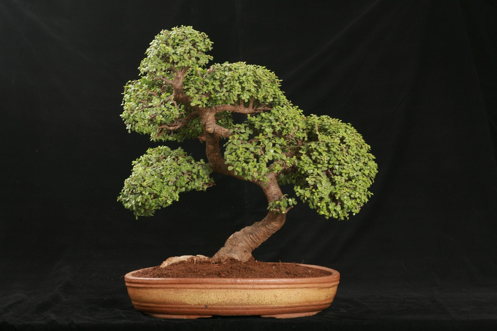 Comment faire pousser une plante de jade en arbre Bonsaï de l