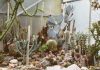 les 5 étapes à ne pas manquer pour créer un beau jardin de cactus