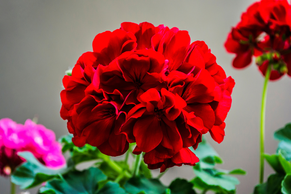 6 belles annuelles rouge vif pour votre jardin - Jardin de Grand Meres