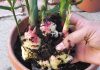 Comment cultiver le gingembre en pot – Cultiver le gingembre en intérieur