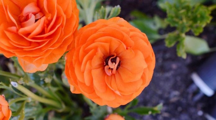 7 plantes vivaces à fleurs orange - Jardin de Grand Meres
