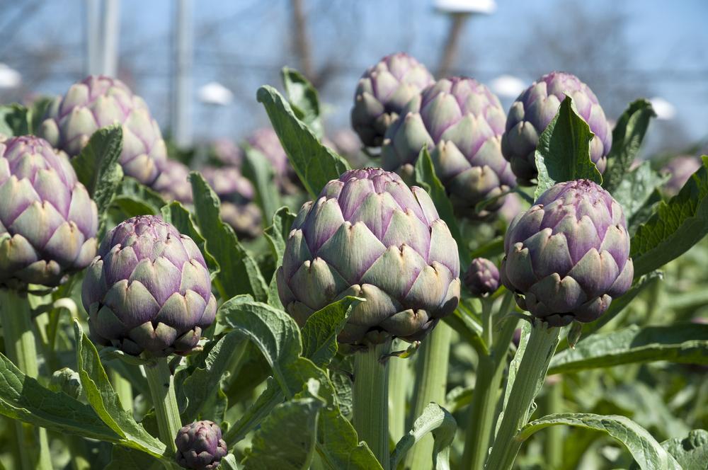Artichaut comment le semer, cultiver et récolter Jardin de Grand Meres