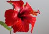 Hibiscus : conseils, entretien, rempotage et floraison