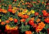 7 plantes vivaces qui repoussent les moustiques