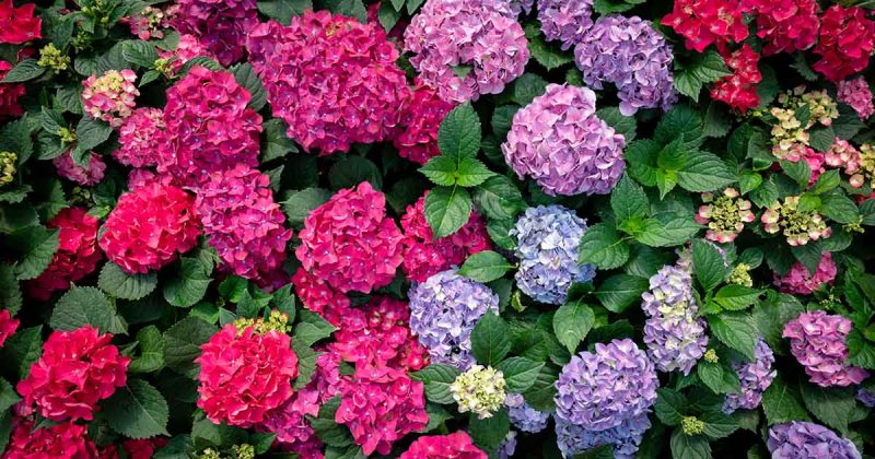 Cultiver Des Hortensias à Partir De Boutures 