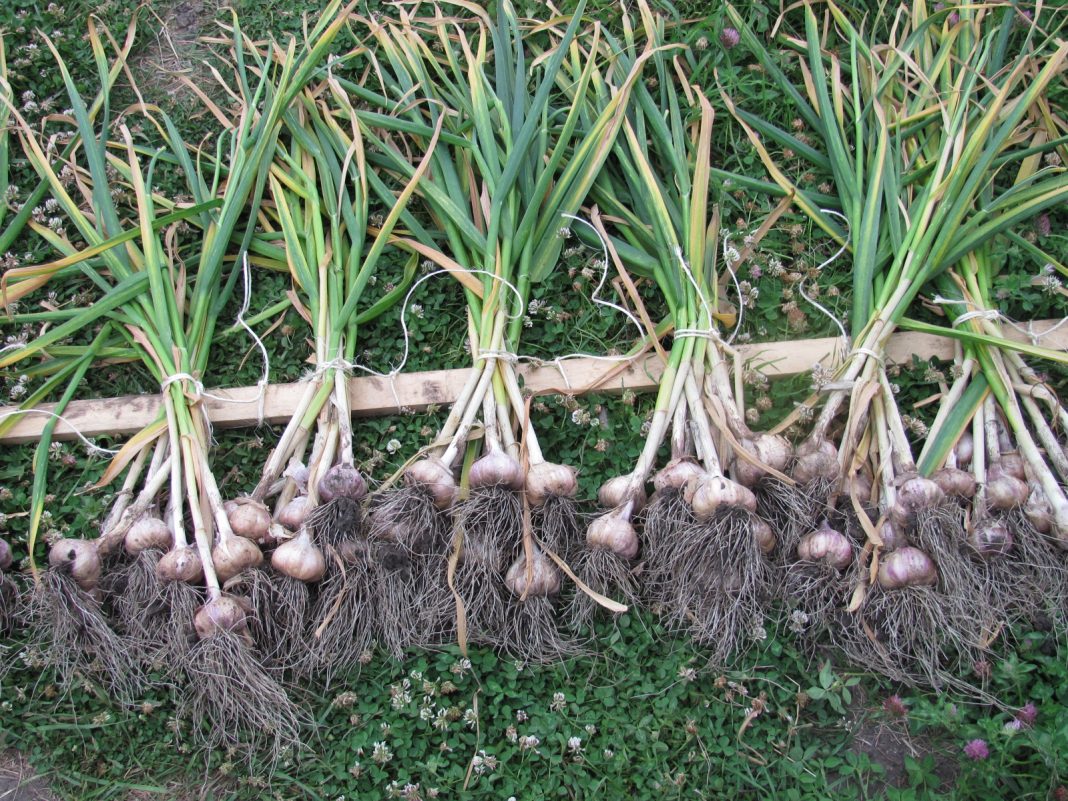 How To Prepare Soil For Garlic