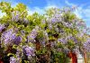 Glycine : plantation, entretien et taille de cette plante grimpante parfumée